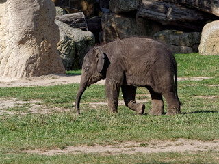 Poster - Selective focus shot of an adorable baby elephant