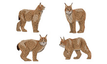 Set Of Realistic Eurasian Lynx With Different Poses. Eurasian Lynx Or Lynx Lynx. Big Wild Cats. Animals Of Europe, Asia And America. Vector Illustration
