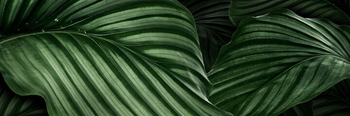 Canvas Print - Calathea Orbifolia green natural leaves background