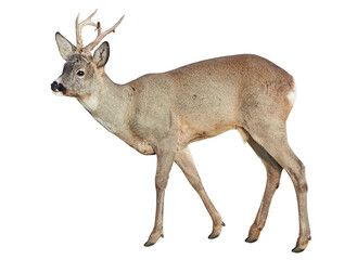 Male of Roe deer (Capreolus capreolus), isolated on white background