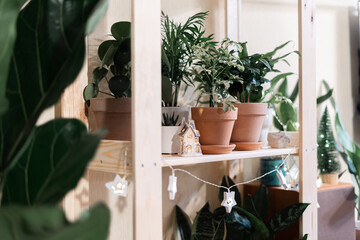 Close-up view of various beautiful green houseplants in pots on wooden table, urban jungle with Christmas lights.