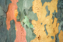 Colored Tree Bark Texture