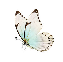 Butterfly Is White With A Black Pattern And Light Blue Tint Isolated On A White Background. Morpho Polyphemus, White Morpho.