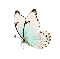 Butterfly is white with a black pattern and light blue tint isolated on a white background. Morpho polyphemus, White Morpho.