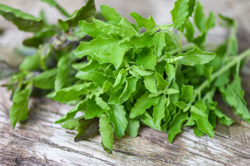 Wall Mural - Holy basil leaf nature vegetable garden on wooden table kitchen herb and food - Ocimum sanctum green sweet basil in thailand