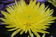 Close Up Of A Yellow Chrysanthemum