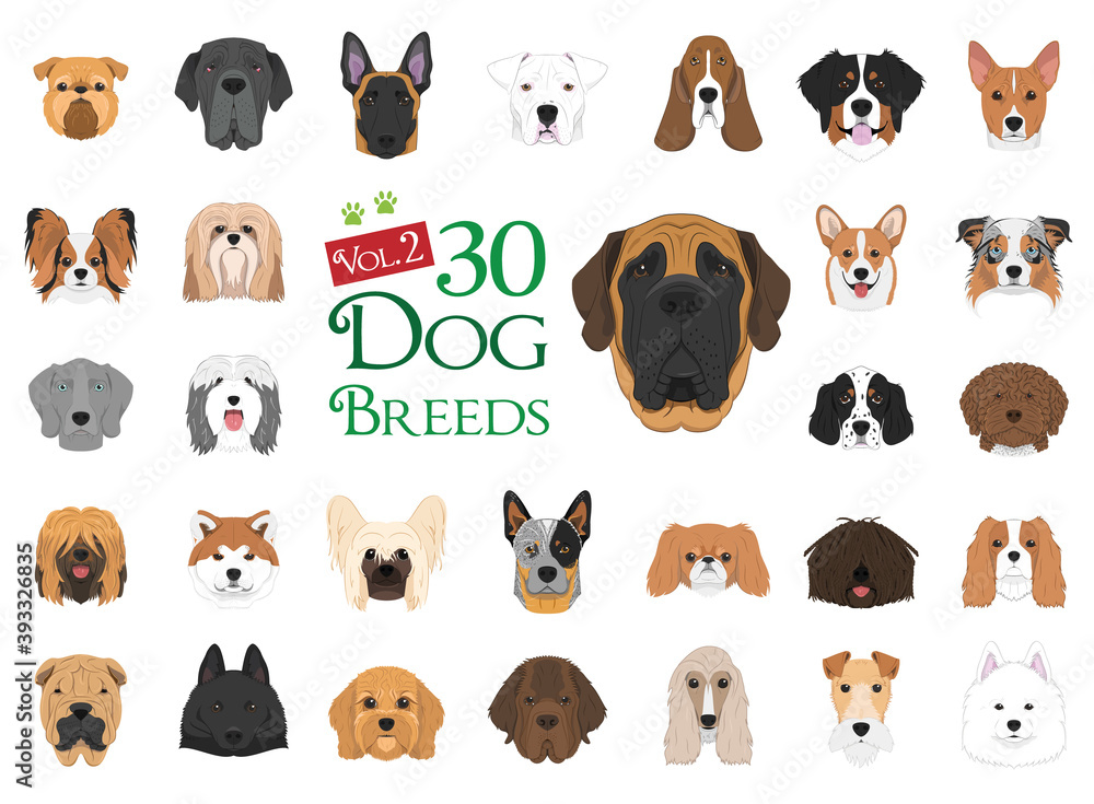 Dog breeds Vector Collection: Set 2. 30 different dog breeds in cartoon style. - obrazy, fototapety, plakaty 