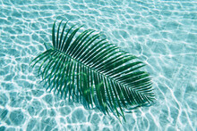 A Palm Leaf Floating Inside A Swimming Pool