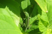 Green Anole Lizard On A Leaf In The Tropical Garden