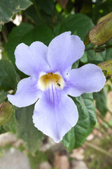 Poster - Tropical flower of Costa Rica