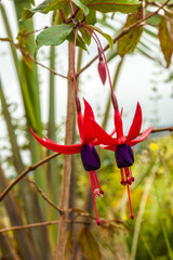 Wall Mural - The beautiful flowers of Costa Rica