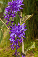 Poster - The beautiful flowers of Costa Rica