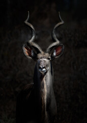 Wall Mural - Portrait eines Kudu Bullen in Südafrika vor dunklem Hintergrund