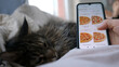 © emaria - A woman orders pizza using online delivery lying on a sofa with Maine Coon cat in living room. Girl orders food home in online store using a smartphone. Female ordering pizza using food delivery app.