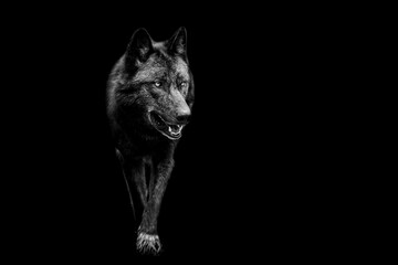 Leinwandbilder - Portrait of black wolf with a black background