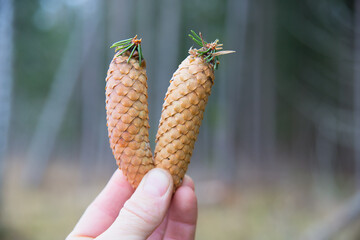 A human hand holds two fir cones. The concept of afforestation in forestry.