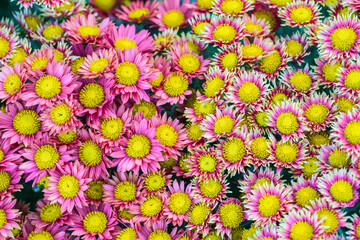 Wall Mural - Beautiful  chrysanthemums close up in autumn Sunny day in the garden. Autumn flowers. 