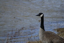 Two Canadian Geese On The River Bank