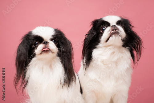 Fotografía Two dogs Japanese Chin against pink background