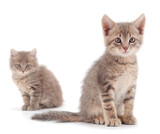 Fototapeta Pokój dzieciecy - Two small gray kitten.