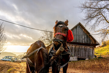 Wall Mural - horse carriage in the mountains of Romania