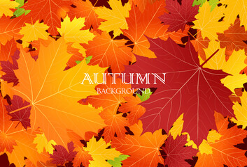 Wall Mural - maple leaves background