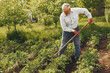 © prostooleh - Senior gardener is enjoying his work in garden. Old man in a white shirt.
