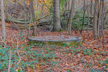 Wall Mural - Old round concrete structure on the ground between leaves and trees in the Meinweg nature reserve, next to what was the old Iron Rhine Railway (IJzeren Rijn), autumn day in Middle Limburg, Netherlands