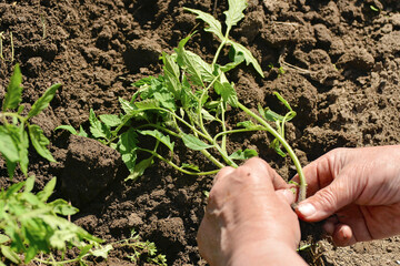 Wall Mural - The girl prepares a tomato seedling for planting in the ground.