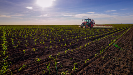 Wall Mural - Tractor spraying young corn with pesticides