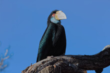 A Black Toucan With Brilliant Red Eyes Perched On A Limb Against A Blue Sky.