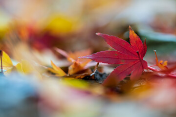 Close-up of colorful leaves in autumn