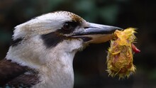 Close Up Of  Laughing Kookaburra  Eating A Chick.