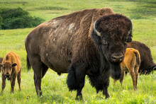 This Impressive American Bison Portrait Illustrates Its Sheer Size And Power. Photographed On The Kansas Maxwell Prairie Preserve.