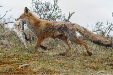 Wall Mural - red fox cub in nature at springtime on a sunny day.
