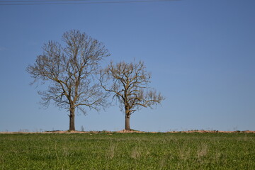 two trees on blue sky