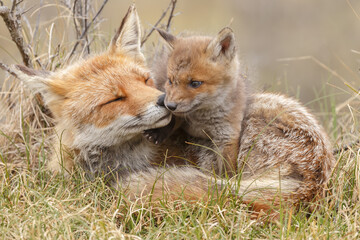 Wall Mural - red fox cub in nature at springtime on a sunny day.