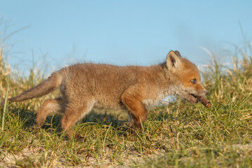 Wall Mural - Red fox cub in nature at springtime on a sunny day.