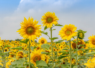  A group of three sunflowers rises above a field of flowers against the sky