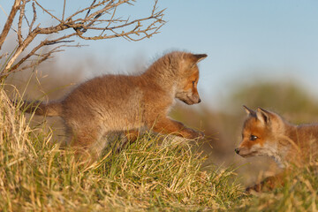 Wall Mural - red fox cub in springtime in nature.