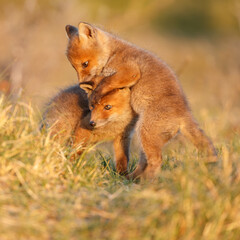 Canvas Print - Red fox cub in springtime in nature.