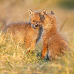 Wall Mural - Red fox cub in springtime in nature.