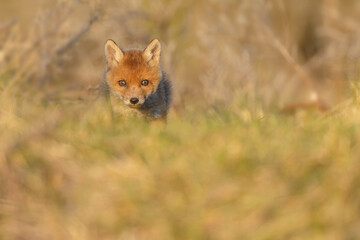 Wall Mural - Red fox cub in springtime in nature.