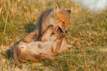 Wall Mural - Red fox cub in springtime in nature.