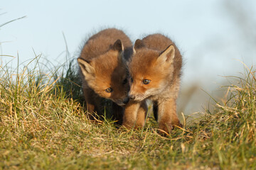Wall Mural - red fox cub in springtime in nature.