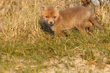 Wall Mural - Red fox cub in springtime in nature.