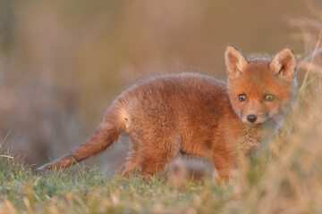 Wall Mural - Red fox cub in springtime in nature.