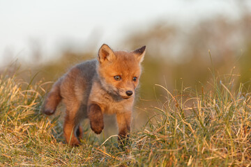 Wall Mural - Red fox cub in springtime in nature.