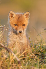 Wall Mural - Red fox cub in springtime in nature.