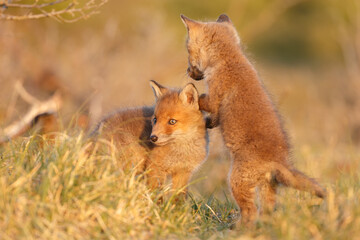 Wall Mural - Red fox cub in springtime in nature.